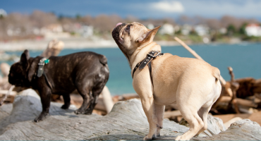 Ways to Stop Ten Common Dog Behavior Issues